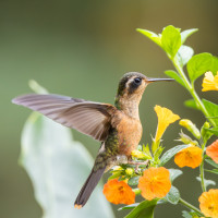 Speckled Hummingbird